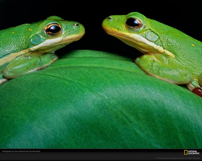 Krajobrazy - green-frogs-eastcott-momatiuk-394758-xl.jpg