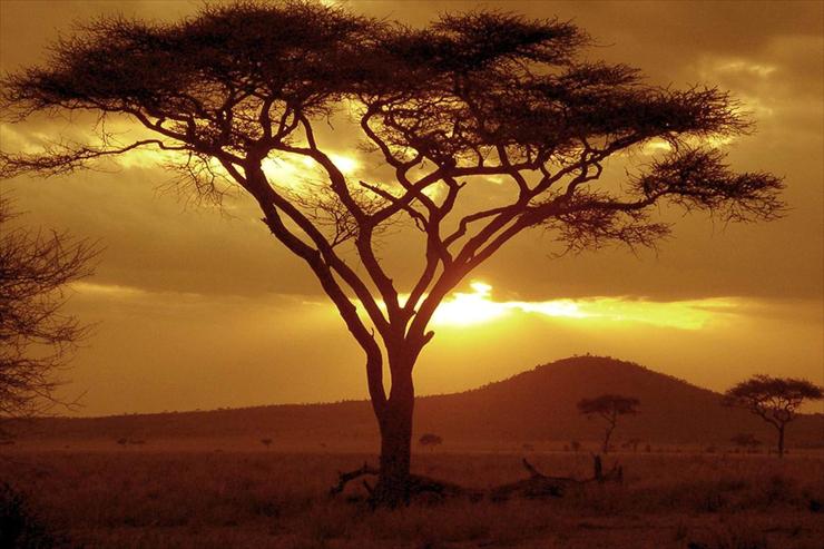 Park Narodowy Serengeti - sunset-on-acacia-tree.jpg