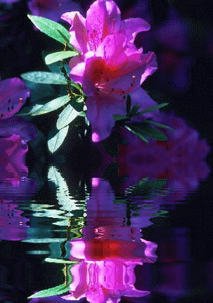 kwiaty odbite w wodzie - Kwiat.1.gif