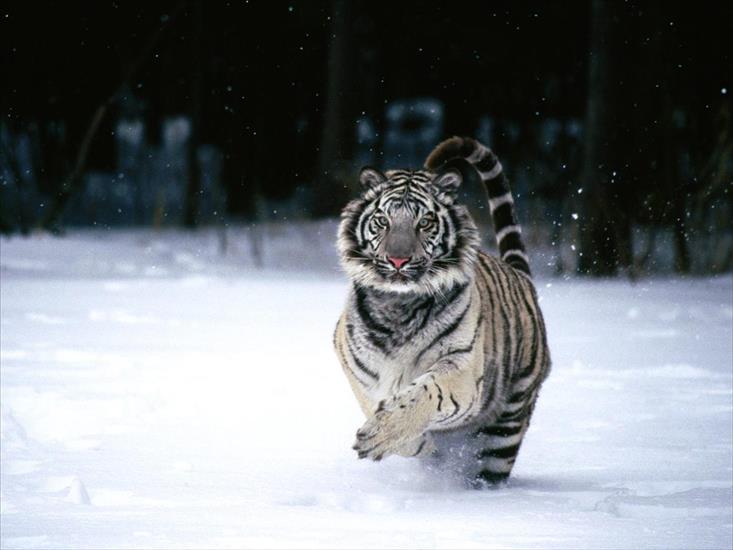 Dzikie koty - tiger 64.jpg.jpg