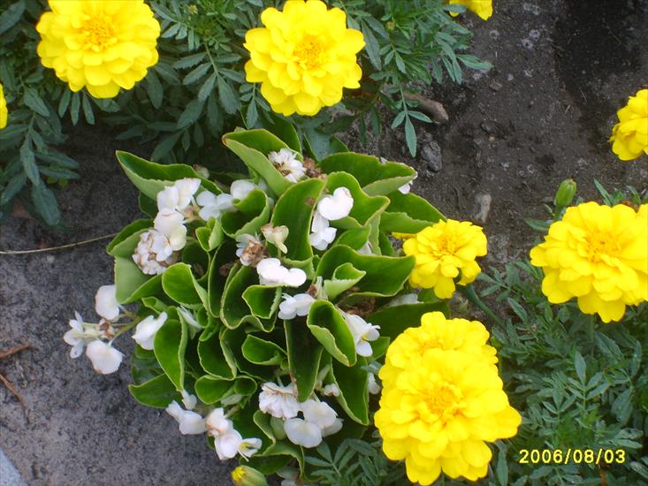 kwiatki bratki i stokrotki xD - S5001263.JPG