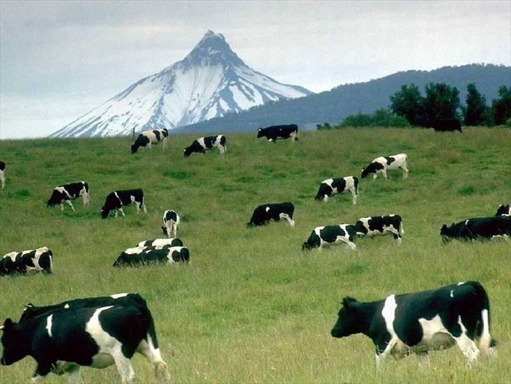 krowy - krowy.jpg