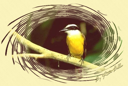 Ptaki i owady - quadro_bemtevi.jpg