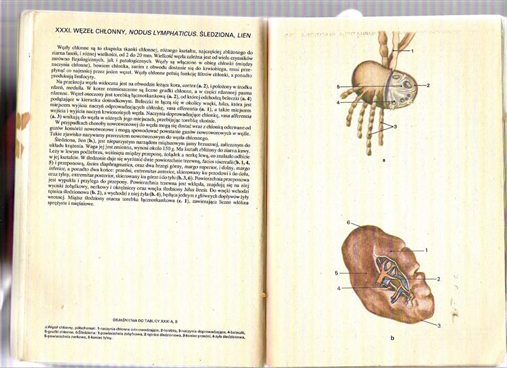 Mały Atlas Anatomiczny - Obraz 034.jpg