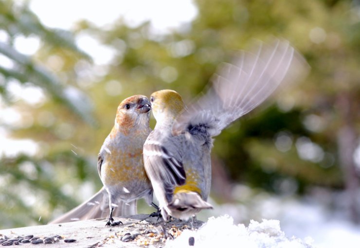 Ptaki i owady - ptasie love.jpg