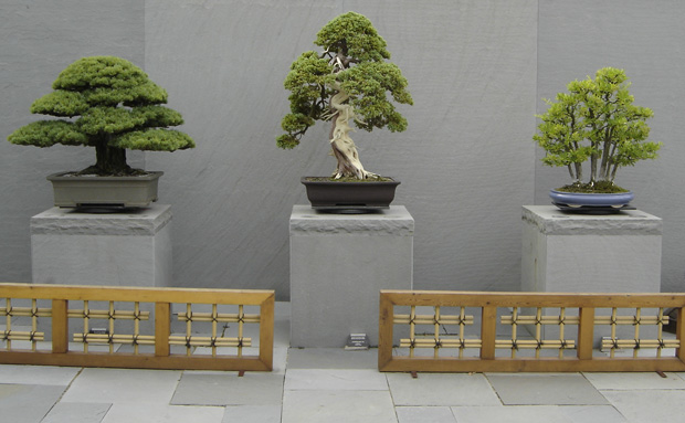 BONSAI DRZEWKA - bonsai-picture.jpg