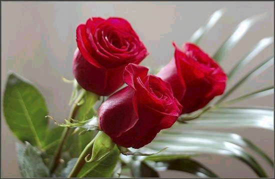 Róża- przepiękny kwiat - RÓZE--JEDYNA0101.bmp
