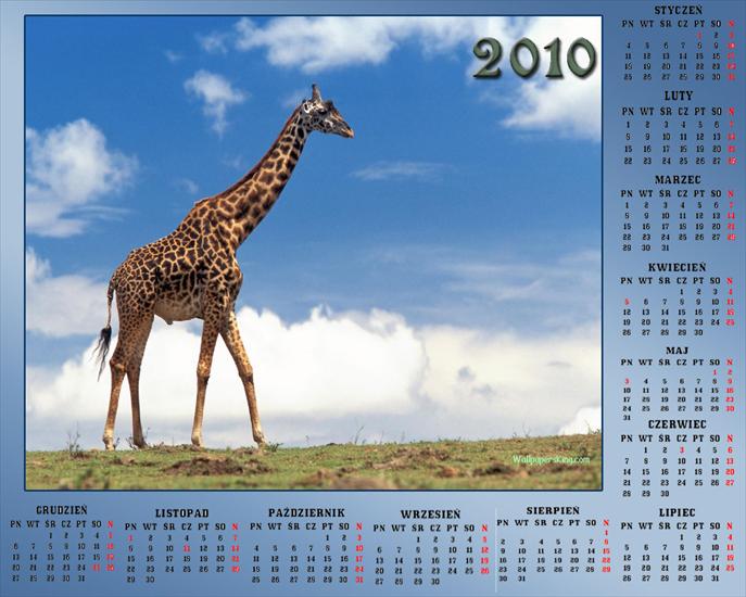 Kalendarze z różnymi zwierzętami - Bez nazwy 36.jpg
