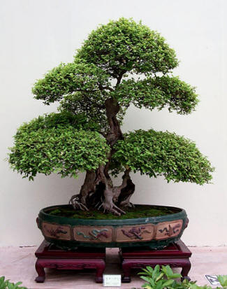181 HQ Bonsai Photos - bonsai_wypas.jpg
