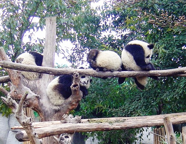 PANDA - pandy1.jpg