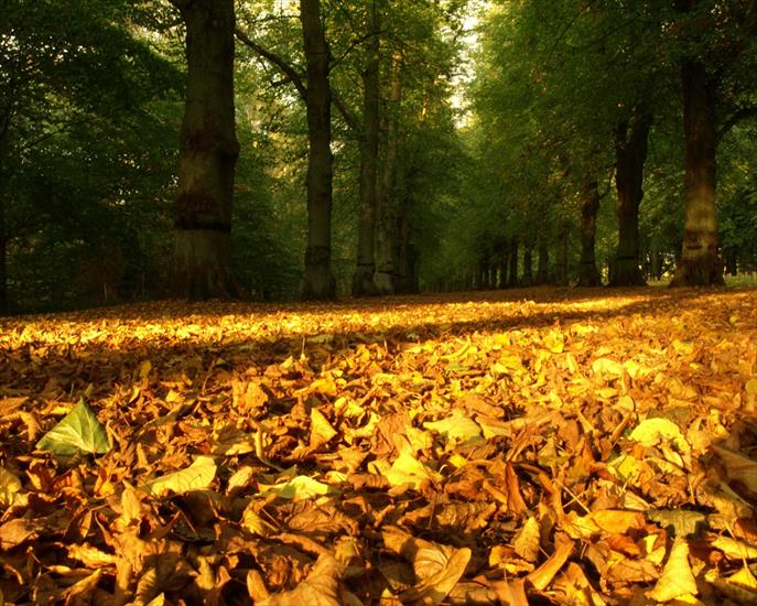  TAPETY NA PULPIT JESIEŃ  - autumn leaves-carpet.jpg