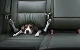 Galeria - backseatdog_thumb1.jpg