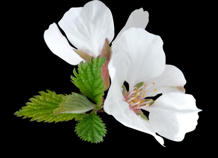 Kwiaty wiśni i jabłoni - 8b8ebf0d.png