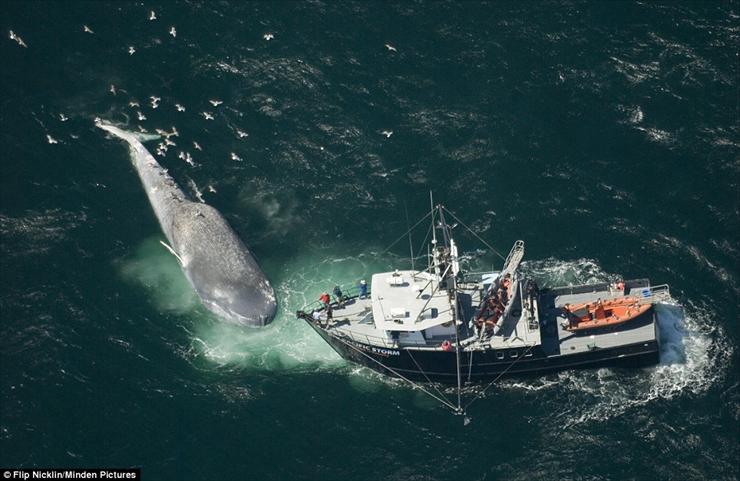 Bracia mniejsi - whale.jpg
