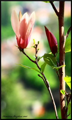 Kwiaty - magnolia_by_kaytline.jpg