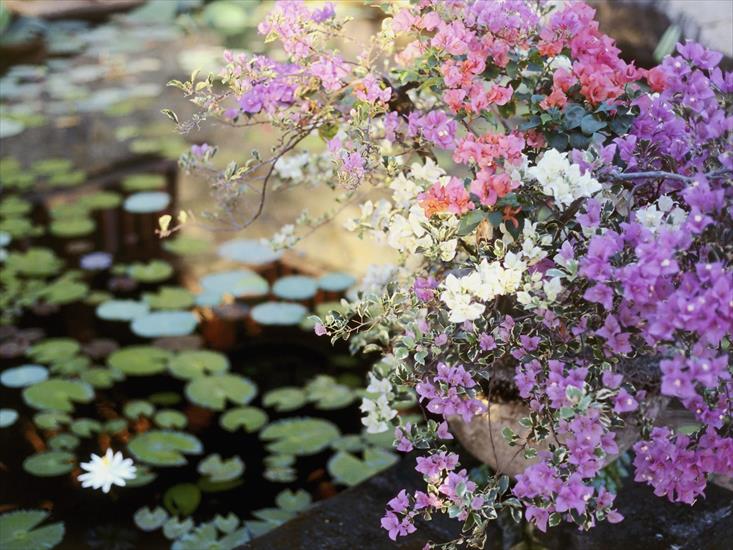 OGRODKI-SKALNIAKI PRZYKLADOWE - Water Garden, Bali.jpg