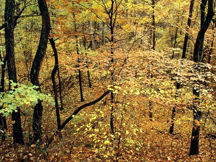 397 ujęć Natury HQ - Autumn Forest, Percy Warner Park, Nashville, Tennessee.jpg