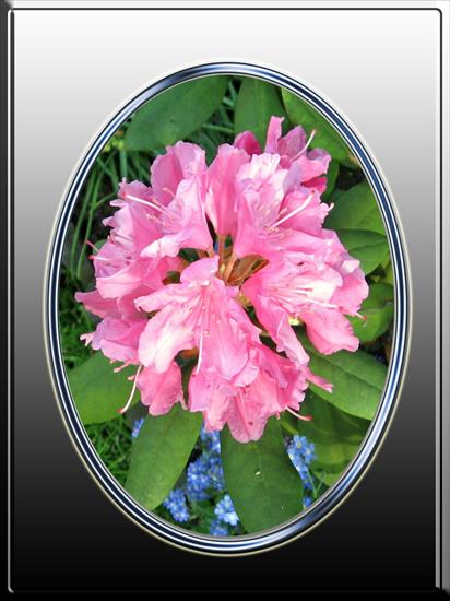 Kwiaty w oprawie - Rhododendron 2R.jpg