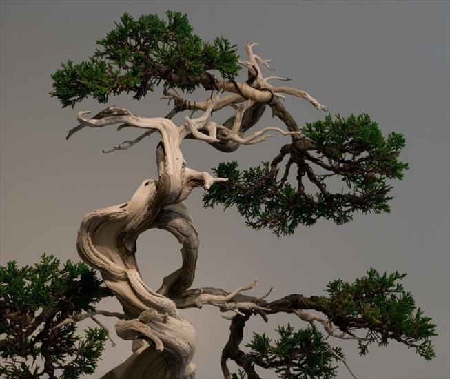 Drzewka Bonsai - bonsai 22.jpg