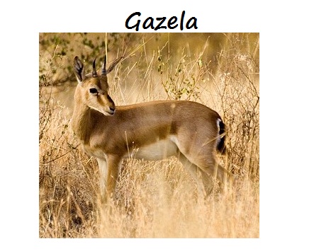 Galeria - gazela.jpg