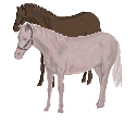 gify z końmi - konie123.gif