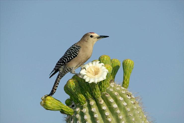 Webshots Collections - Gila Woodpecker  SuperStock, Inc..jpg
