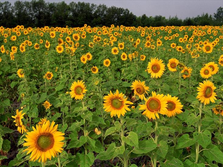 agogo33 - Field of Sunflowers, North Dakota.jpg
