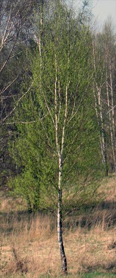 Drzewa i krzewy - IMG_2684_edytowany-1.jpg