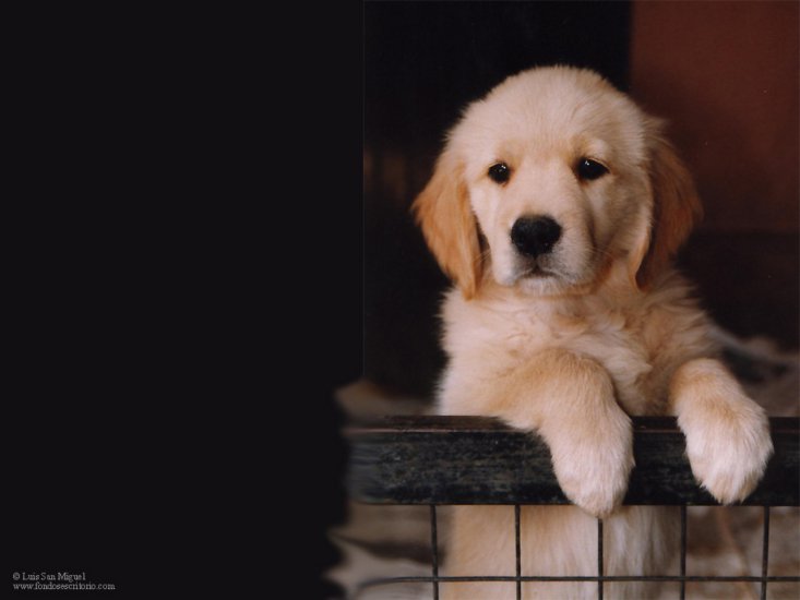 Psy - Młody Golden.jpg