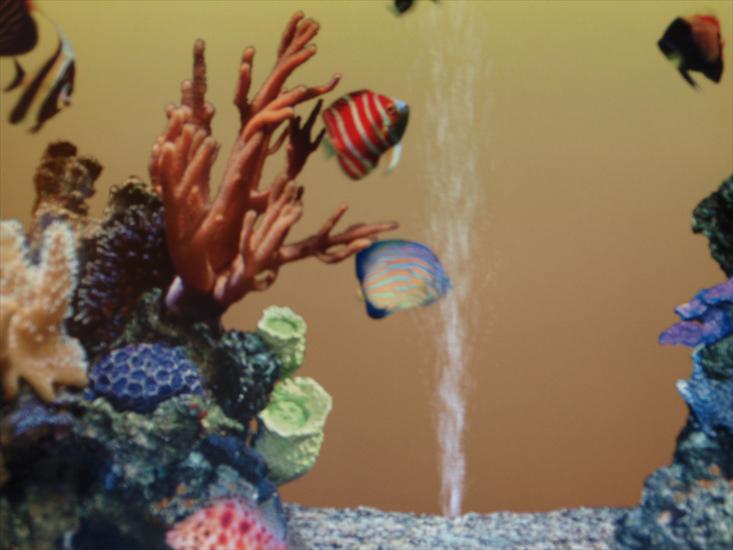 Akwarium koralowe i egzotyczne rybki na zdjęciach - 2009-09-16_01-39-33_P9163904.JPG