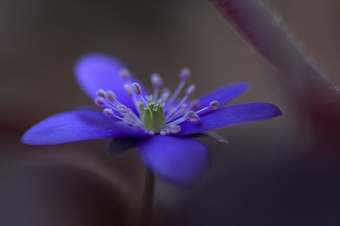 MAKROFOTO PRZYLASZCZKA - 910.jpg