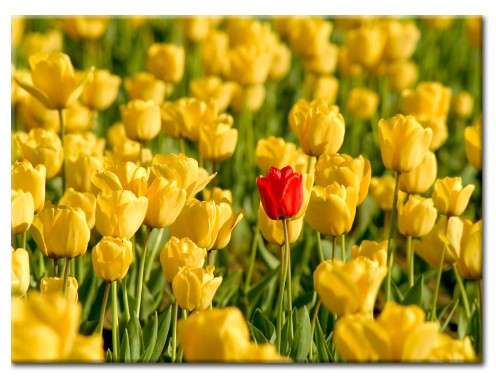 Kwiaty, kwiatuszki, bukiety - kwiaty-tulipany-foto-obr_55.jpg