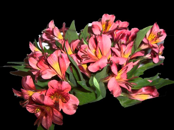 kwiaty bukiety png Chomisia52 - Alstromeria Lillies.png