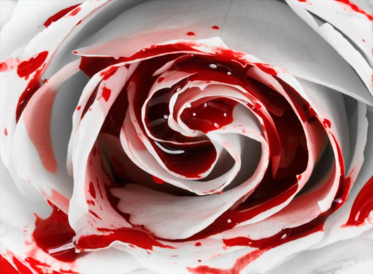 Galeria - death-white-rose.jpg