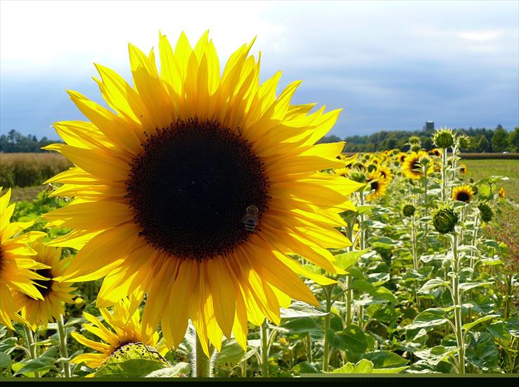słonecznikowo - sunflower-bee-yellow.jpg
