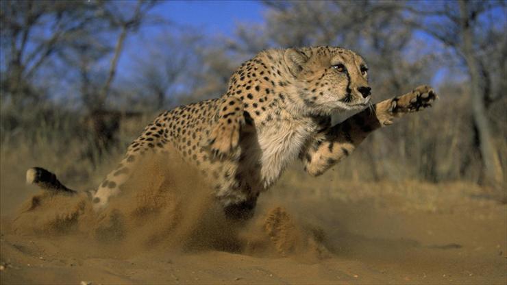 tapety na kompa - Pouncing Cheetah, Africa.jpg