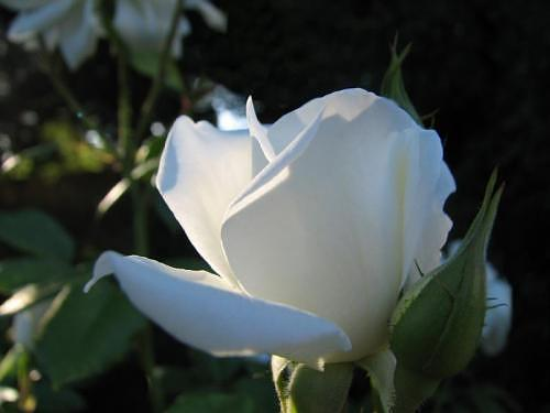 OTULONA-WIATREM - O-W róża biała071.bmp