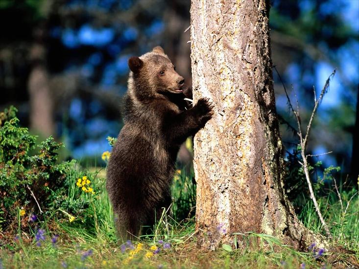 Grizzly - Bear_Hug_Grizzly_Bear_Cub-1600x1200A.jpg