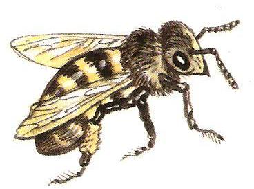 pszczółki - pszczoła1.jpg