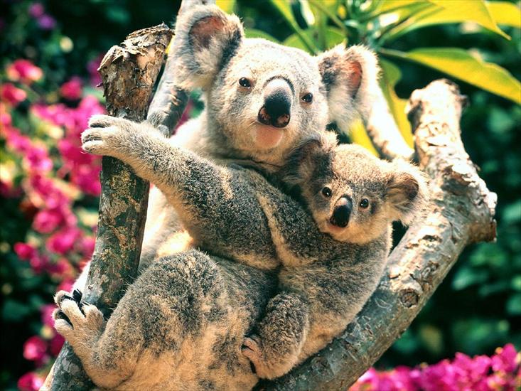 Zwierzęta - koalas.jpg