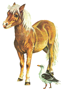Konie - Zwierzaczki.gif