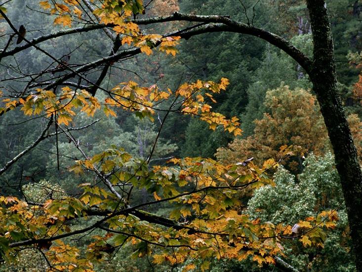 397 ujęć Natury HQ - Autumn Maple, Great Smoky Mountains, Tennessee.jpg