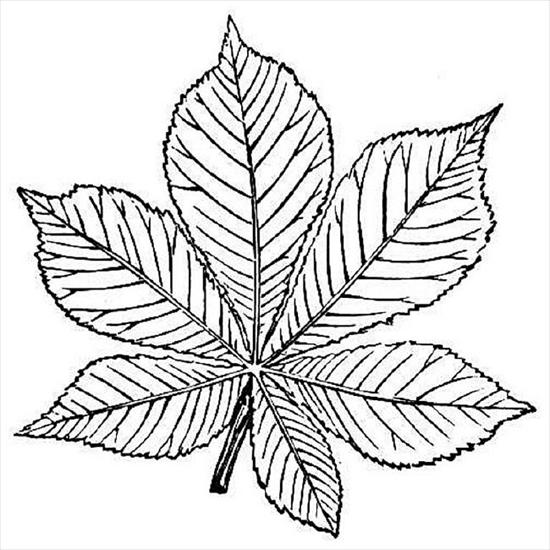 Drzewa - kolorowanki i plansze - leaf1.jpg