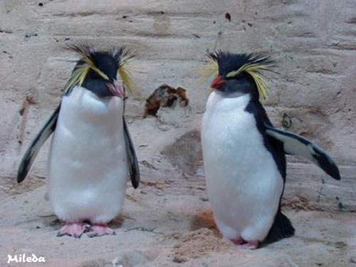 Niesamowite obrazki - Pingwiny.jpg