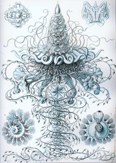 Ernst Haeckel - Kunstformen der Natur 1904 - Haeckel_Siphonophorae_37.jpg