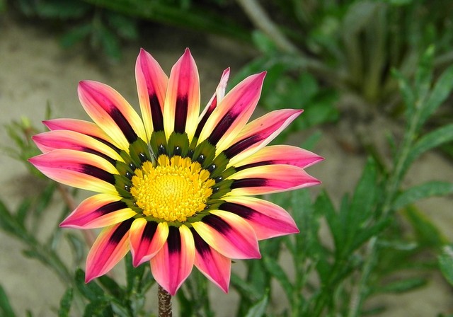 gazanie - gazania.jpg