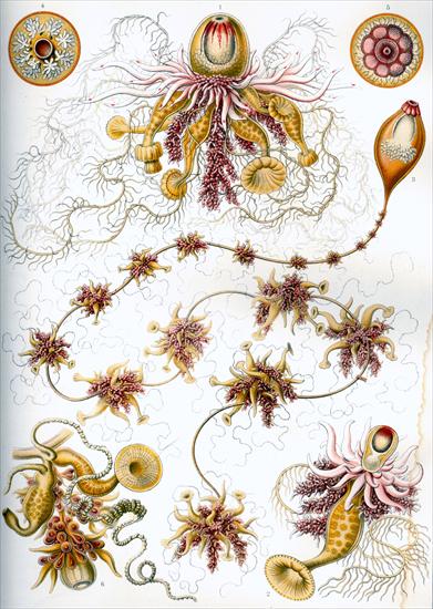 Ernst Haeckel - Kunstformen der Natur 1904 - Haeckel_Siphonophorae_7.jpg