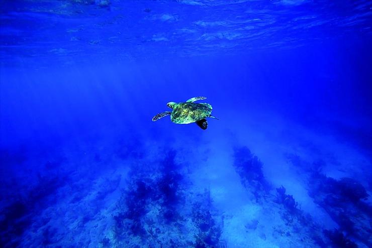 Magiczny świat - Żółwie morskie.jpg