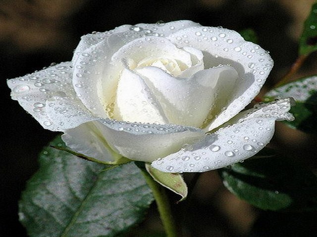 Róże jpg - Róża75. .jpg