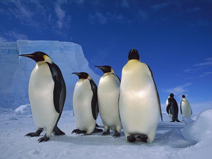 Zwierzęta - Emperor Penguins, Near Ekstrom Ice Shelf, Weddell Sea, Antarctica.jpg